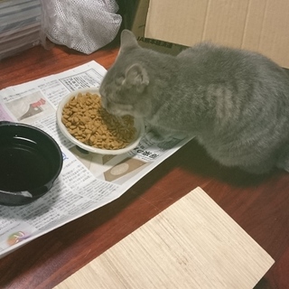 人懐っこくて可愛いです！