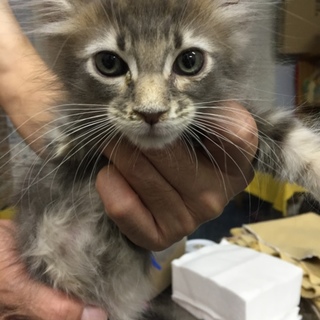 前片足の無い子猫