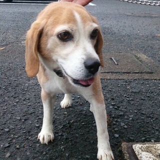 とても人なつっこいビーグルの男の子