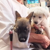 素敵な里親様に決定いたしました サムネイル3