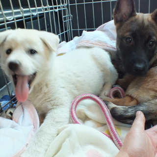 素敵な里親様に決定いたしました