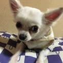 10カ月のチワワです