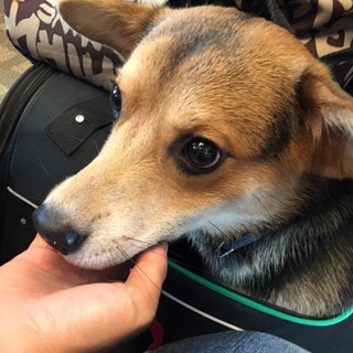 Raito★12月で１歳ᐠ( ᐢᐢ )ᐟ