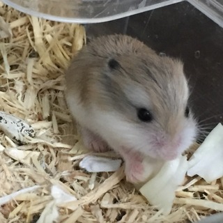 ロボロフスキー里親探してます