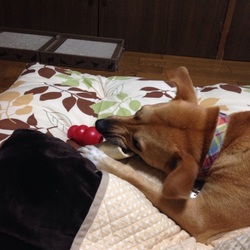 「セナの問題行動」サムネイル2