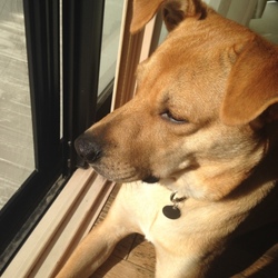 「セナの問題行動」サムネイル3