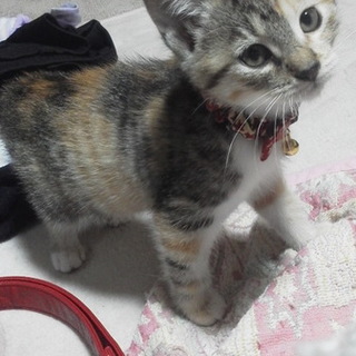 至急！子猫ちゃんの里親さん探しています