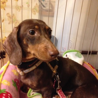 繊細謙虚なダックスのかえでちゃん⭐︎
