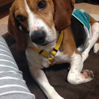 天真爛漫なビビリビーグル、パンくん！