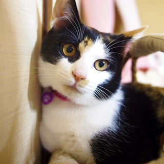 生後半年キリっと顔の甘えた三毛猫娘！