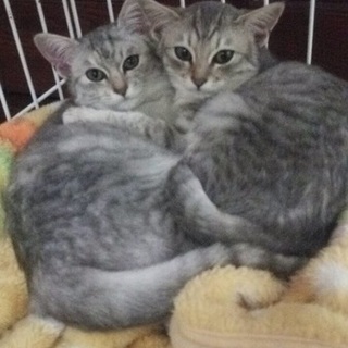美人子猫♡姉妹です！