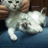 美人子猫♡姉妹です！ サムネイル3