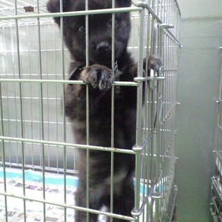 ちびっ子くまもん