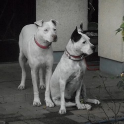 里親になる時の誓い