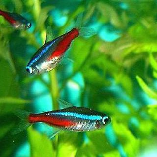 ネオンテトラ3匹＋ミナミヌマエビ数匹