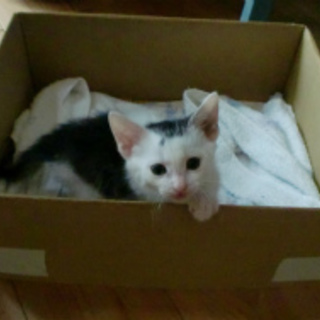 お利口さんにしますので、よろしくお願いします。