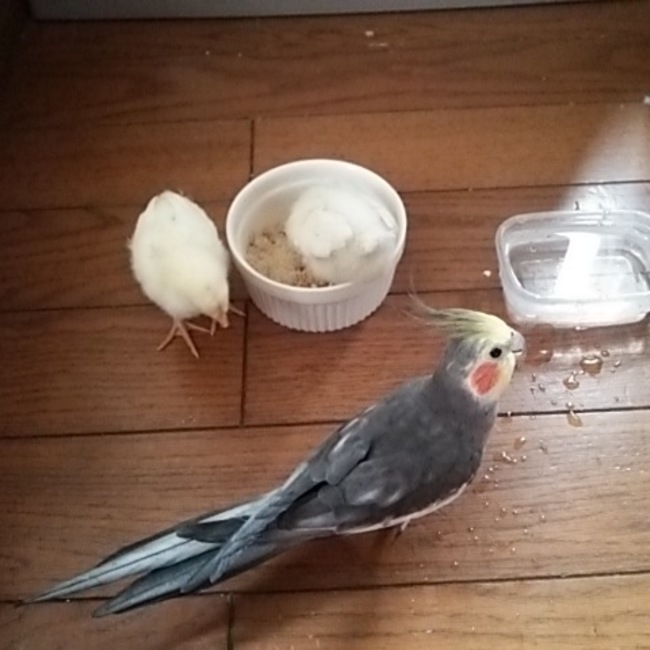 takahataのカバー写真