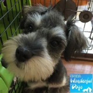 「ゼフ」M・シュナ♂