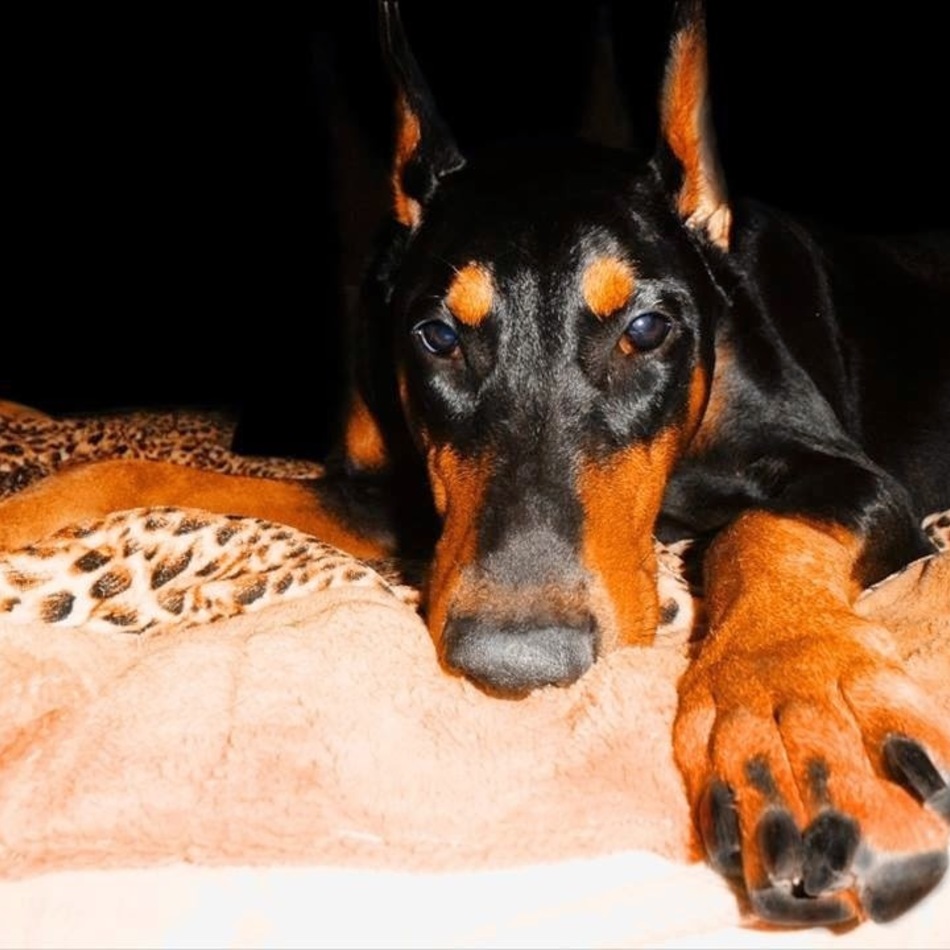 アルパインのカバー写真