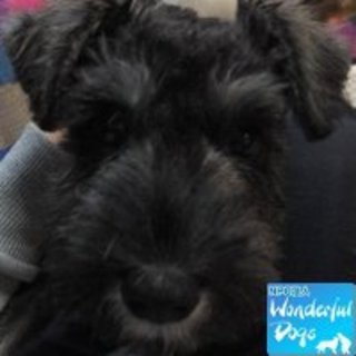 「サボ」M・シュナ♂