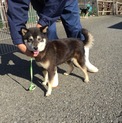 黒柴5歳まるこちゃん
