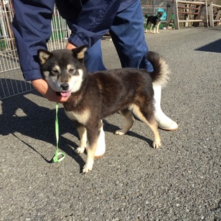 黒柴5歳まるこちゃん