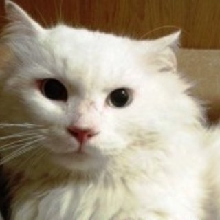 綾小路くん　ゴージャスな男の子