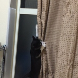 「やんちゃ姫」サムネイル2