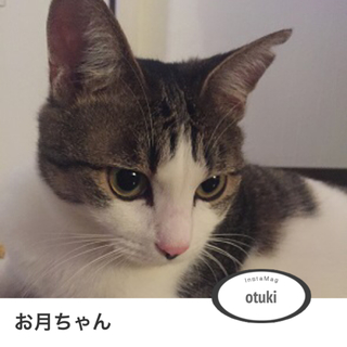 十五夜お月ちゃん。