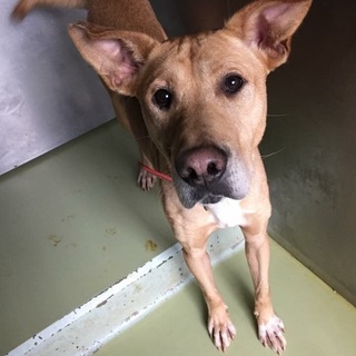 大型犬好きな方！元気な男の子、3歳〜4歳