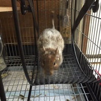 ぐらたんちゃん