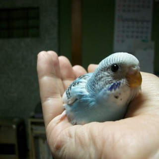 雛の里親様決まりそうです。ありがとうございました。