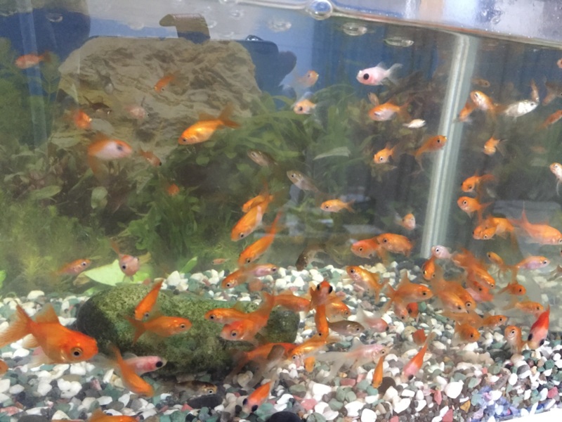 赤ちゃん金魚40匹位 大 東京都 熱帯魚 観賞魚の里親募集 ペットのおうち 月間利用者150万人