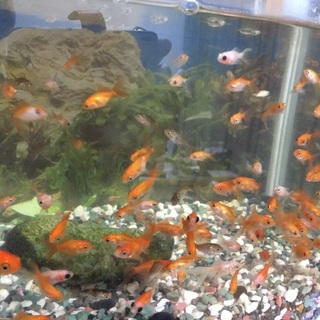 赤ちゃん金魚40匹位。大切に育てて下さる方。