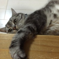 もずく