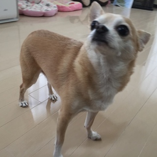 9歳のチワワの男の子 里親募集