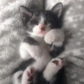 生後1ヶ月の子猫募集中！