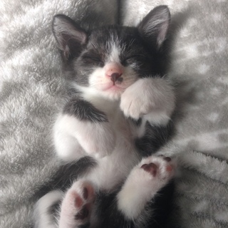 生後1ヶ月の子猫募集中！