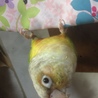 の写真