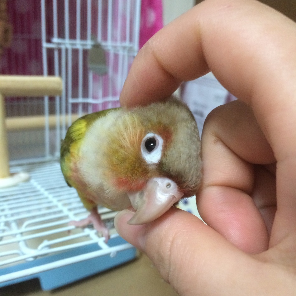 ピネのカバー写真