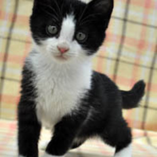 ハチワレ　手袋　一郎くん！