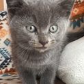 推定2ヶ月〜3ヶ月の子猫