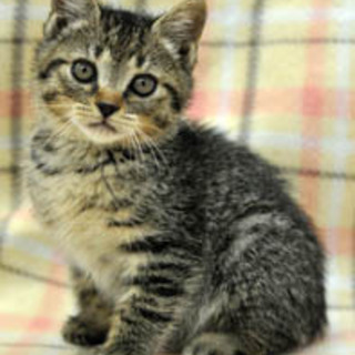 コロコロした男の子♪　四郎くん