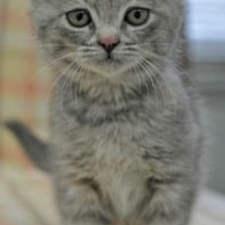 淡いグレーの女の子☆さくらちゃん