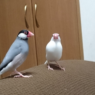 文鳥オスメス２歳