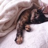 ★ねこやしき★