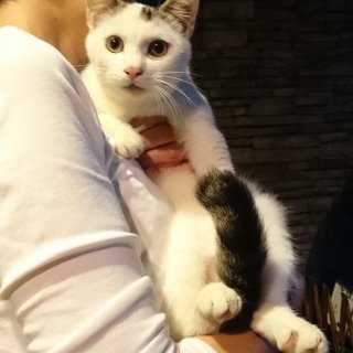 人懐こい白キジ男の子元気いっぱい甘えん坊