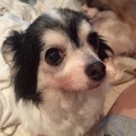 パピチワ パルちゃん