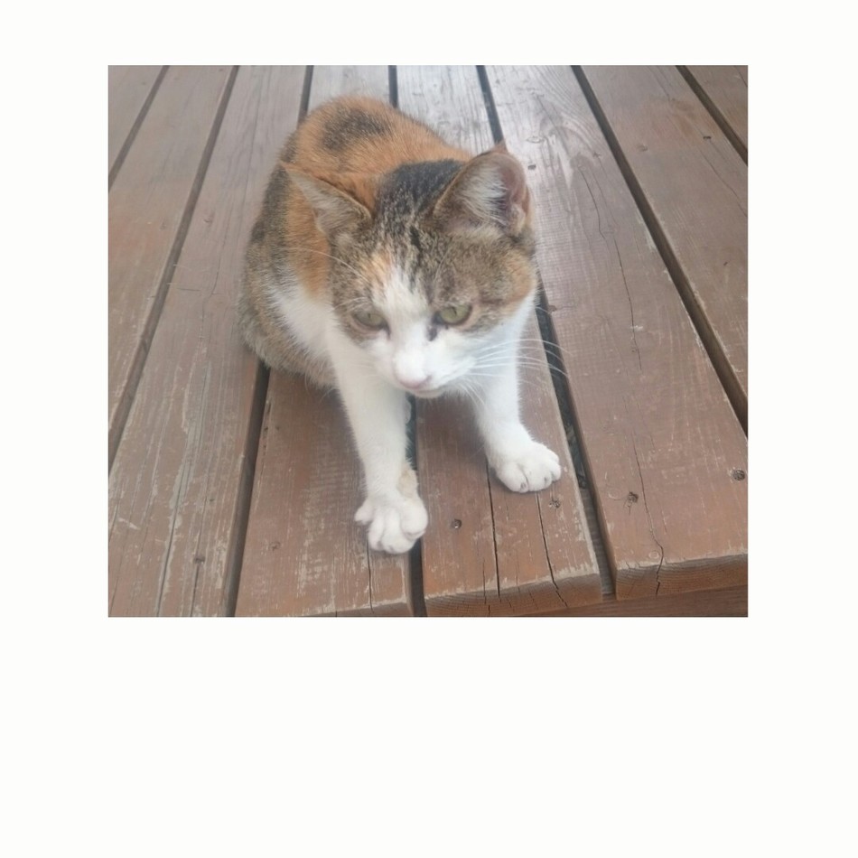 みけちゃんのカバー写真