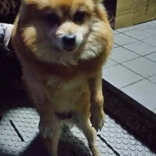 ありがとうございました‼近所に貰われました。